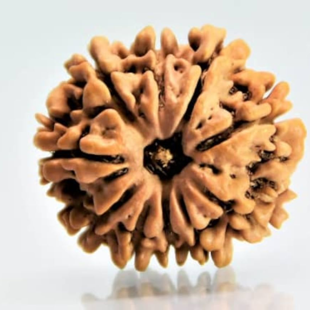 Rudraksha